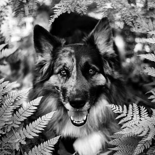logantheshepherd profile picture