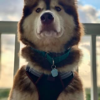 maggiemalamute profile picture